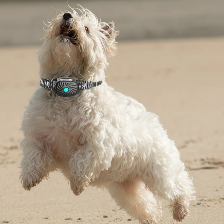 BARKCALM MINI – Gentle Anti-Bark Collar with Sound & Vibration for Small Dogs