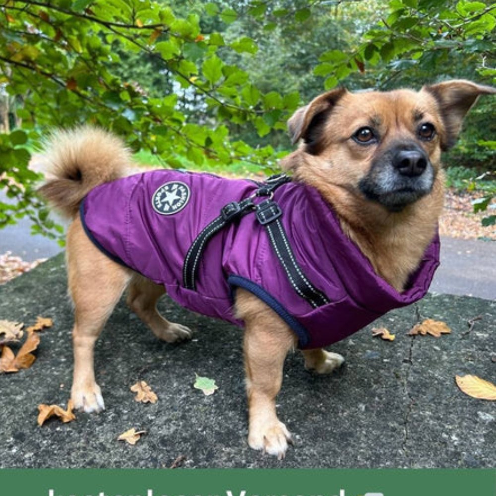 DryPaw • Waterproof Dog Coat