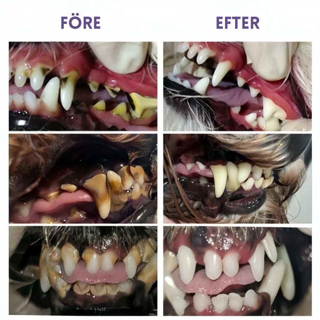 FreshBite® Tooth Pen for Pets