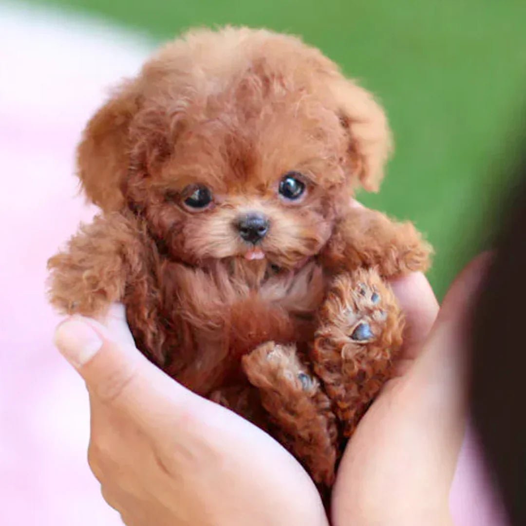 Olvoria | FurMotion Friend – Lifelike Plush Dog for Children & Collectors