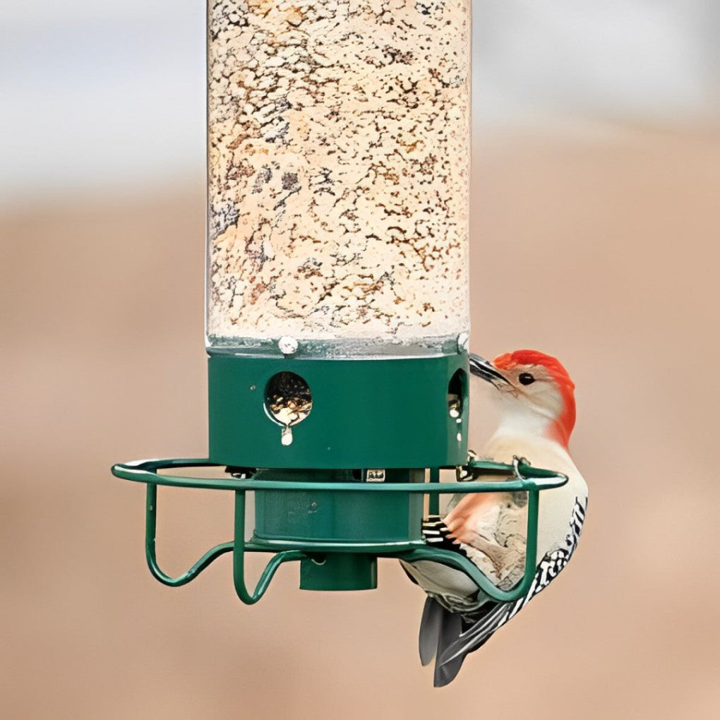 Olvoria | Squirrel-Proof Bird Feeder with Multiple Feeding Ports