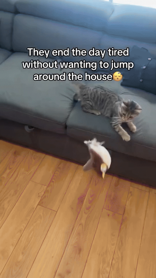 WHISKERFUN – Interactive Plush Toy for Active Cats